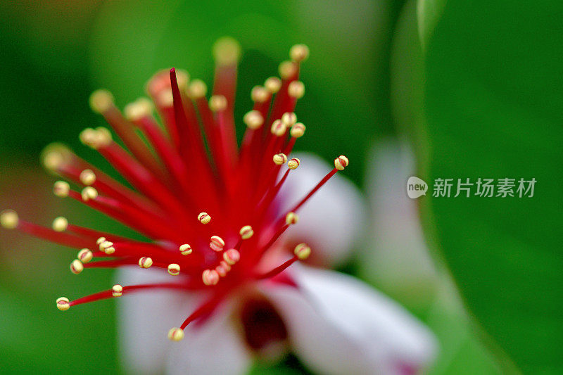 费约花/菠萝番石榴/六甲花/